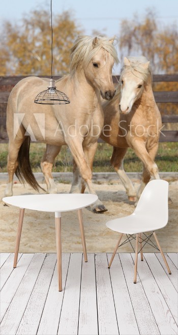 Bild på Two amazing stallions playing together